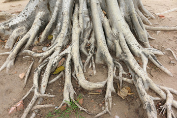 Roots of a Tree
