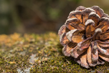 Pine cone laid on a mossy area in which half of the cone is visible to the frame