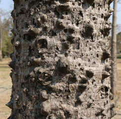 Tree bark Texture