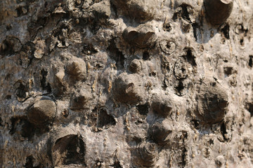 Tree bark Texture