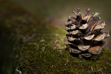 Isolated pine cone on a pine tree bark