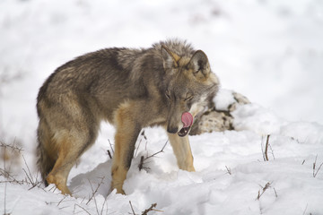 parco nazionale d'abruzzo