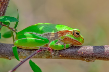 Beautiful Europaean Tree frog Hyla arborea - Stock Image