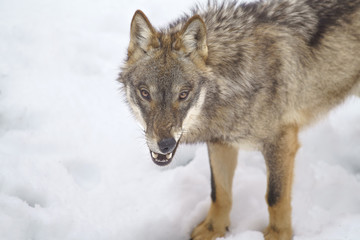 parco nazionale d'abruzzo
