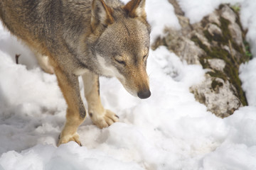 parco nazionale d'abruzzo