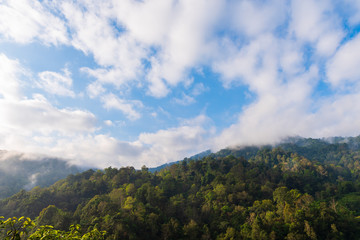 Forest on mountain with cloudy blue sky