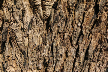 Tree bark Texture