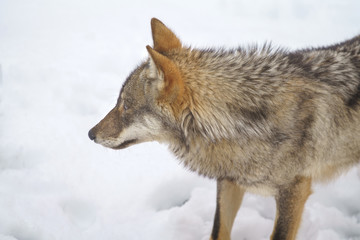 parco nazionale d'abruzzo