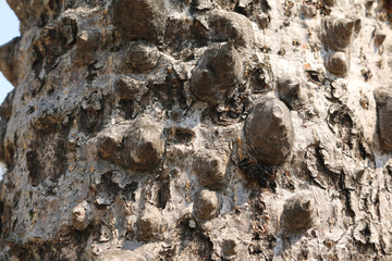 Tree bark Texture