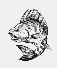 Sketch of fish.  Hand drawn illustration. Vector. Isolated