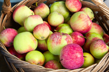 Ripe apples in the basket. Harvest time