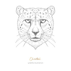 Symmetrical Vector portrait illustration of cheetah. Hand drawn ink realistic sketching isolated on white. Perfect for logo branding t-shirt coloring book design.