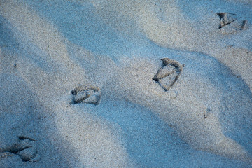 bird tracks on wet sand