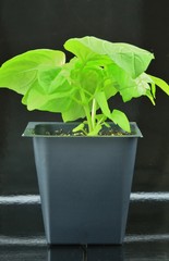 Small Basil Herb Plant (Ocimum basilicum)