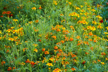 Bright orange marigold flowers closeup. Blackbringer flowerbed (Tagetes erecta, Mexican, Aztec or African marigold)