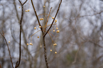 Yellow berries on a tree branch in a city park in a winter sunny day
