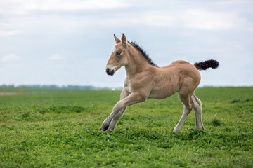 Palomino foal running on the meadow.