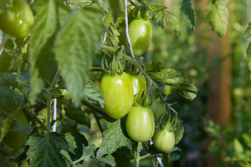 Green unripe tomatoes growing on twigs. In a greenhouse. Farm of tasty red tomatoes