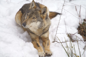 parco nazionale d'abruzzo