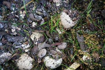 Full frame of organic compost