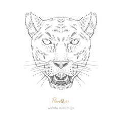 Symmetrical Vector portrait illustration of roaring black panther. Hand drawn ink realistic sketching isolated on white. Perfect for logo branding t-shirt coloring book design.