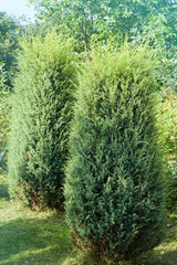 thuja brabant, thuja occidentalis, thuja plicata, arborvitae balls close-up. Green hedge of the tui tree. Nature, background.