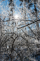 Snow-covered branches against the light