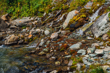Rich flora of highlands. Red and green mosses, colorful plants, lichens, small waterfall from rock. Spring water on mountainside. Amazing natural background with beautiful vegetation of mountains.