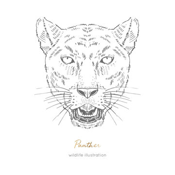 Symmetrical Vector portrait illustration of roaring black panther. Hand drawn ink realistic sketching isolated on white. Perfect for logo branding t-shirt coloring book design.