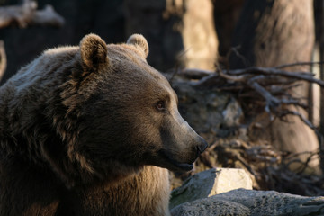 Oso Grizzly