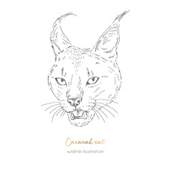 Vector portrait illustration of roaring wild caracal cat. Hand drawn ink realistic sketching isolated on white. Perfect for logo branding t-shirt coloring book design.