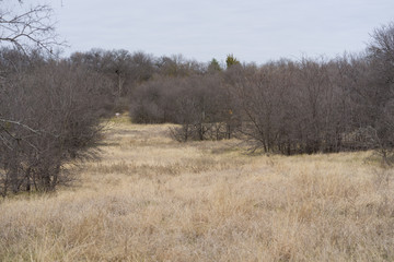 trees in field