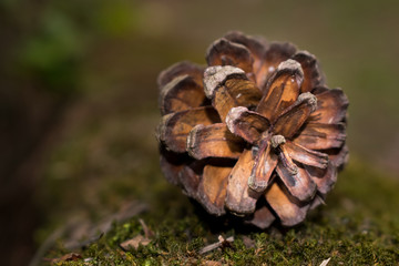 Open Pine cone laid on a mossy area close up