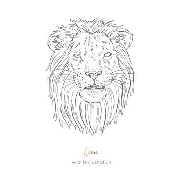 Vector portrait illustration of roaring lion. Hand drawn ink realistic sketching isolated on white. Perfect for logo branding t-shirt coloring book design.