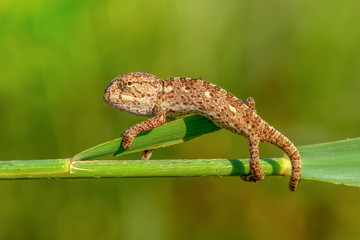 Beautiful green chameleon - Stock Image