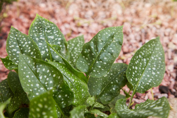 Pulmonaria officinalis - spring garden medicinal herb 