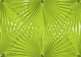 Leaf illustrations with white background