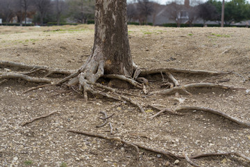 tree in the forest