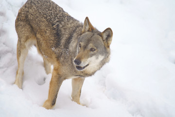 parco nazionale d'abruzzo