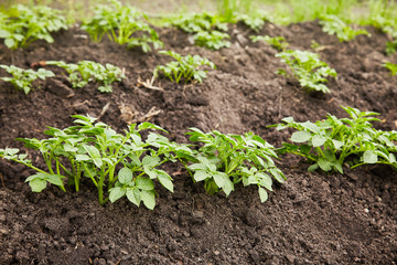 Young potato plants growing on the soil in rows. Potato bush in the garden. Healthy young potato plant in organic garden.