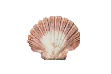 Sea shells on a white background isolated