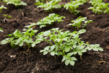 Young potato plants growing on the soil in rows. Potato bush in the garden. Healthy young potato plant in organic garden.