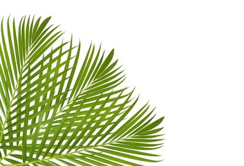 Leaf illustrations with white background