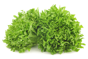 freshly harvested curly lettuce on a white background
