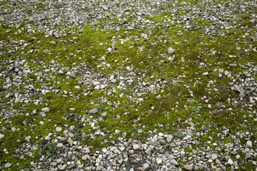 Moss on ground