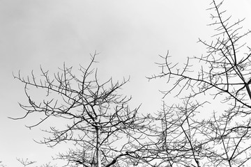 Silhouette of Tree branches in monochrome style