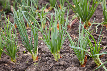 Obraz premium Young green onion on bed. green onion cultivation. Green onion field on a farm