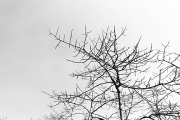 Silhouette of Tree branches in monochrome style