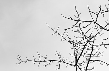 Silhouette of Tree branches in monochrome style