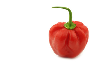 spicy hot red habanero pepper on a white background